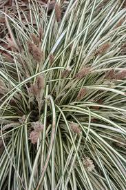 Attēlu rezultāti vaicājumam “Carex loliacea leaf”