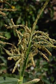 Attēlu rezultāti vaicājumam “Zea mays male flower”