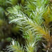 Attēlu rezultāti vaicājumam “Brachythecium salebrosum”