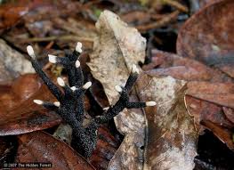 Attēlu rezultāti vaicājumam “Xylaria hypoxylon”