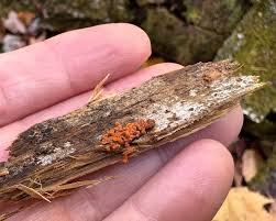 Attēlu rezultāti vaicājumam “Arcyria, Heterotrichia sp.”