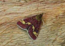 Attēlu rezultāti vaicājumam “Pyrausta purpuralis”