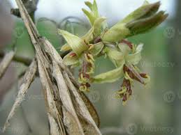 Attēlu rezultāti vaicājumam “Acer negundo bud”