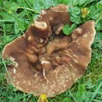 Attēlu rezultāti vaicājumam “Disciotis venosa”