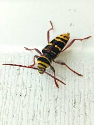 Attēlu rezultāti vaicājumam “Plagionotus detritus”