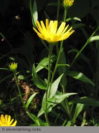 Image result for Buphthalmum salicifolium