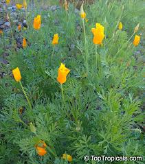 Attēlu rezultāti vaicājumam “Eschscholzia californica fruit”