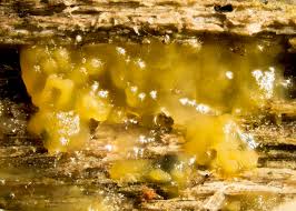 Attēlu rezultāti vaicājumam “Ceratiomyxa fruticulosa plasmodium”