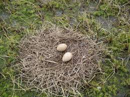 Attēlu rezultāti vaicājumam “Grus grus eggs”