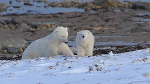 Image result for Gymnura natalensis