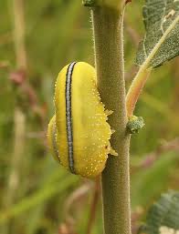 Attēlu rezultāti vaicājumam “Cimbex luteus”