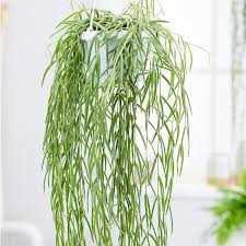 Image result for Alonsoa linearis