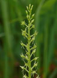 Attēlu rezultāti vaicājumam “Malaxis monophyllos flower”