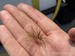 Attēlu rezultāti vaicājumam “Najas minor leaf”