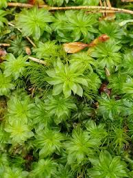Attēlu rezultāti vaicājumam “Rhodobryum roseum”