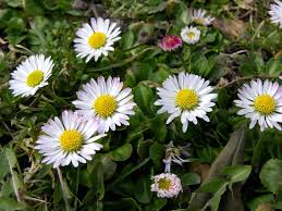 Image result for Bellis perennis