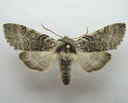 Attēlu rezultāti vaicājumam “Achlya flavicornis”