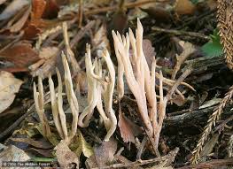 Attēlu rezultāti vaicājumam “Lentaria sp.”