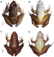 Attēlu rezultāti vaicājumam “Ranidae”