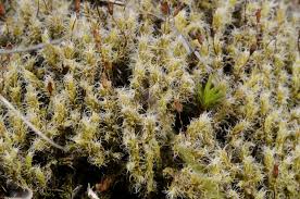 Attēlu rezultāti vaicājumam “Racomitrium canescens”