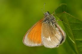 Attēlu rezultāti vaicājumam “Coenonympha glycerion”