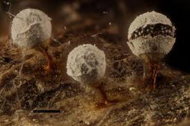 Attēlu rezultāti vaicājumam “Craterium leucocephalum var. scyphoides”