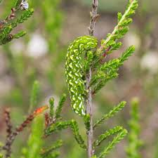 Attēlu rezultāti vaicājumam “Anarta myrtilli”