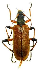 Attēlu rezultāti vaicājumam “Cortodera femorata”