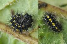 Attēlu rezultāti vaicājumam “Callimorpha dominula larva”