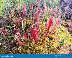 Attēlu rezultāti vaicājumam “Drosera anglica”