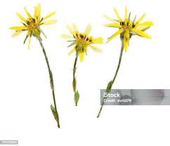 Attēlu rezultāti vaicājumam “Tragopogon heterospermus leaf”