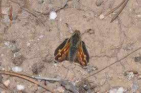 Attēlu rezultāti vaicājumam “Hesperia comma underside”