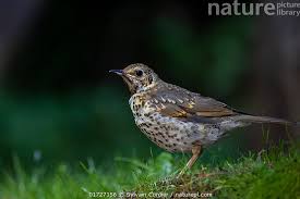 Attēlu rezultāti vaicājumam “Turdus philomelos”