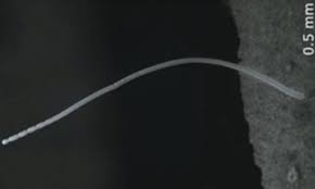 Attēlu rezultāti vaicājumam “Diderma testaceum macro”