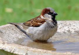 Image result for Passer domesticus