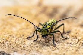 Attēlu rezultāti vaicājumam “Saperda scalaris”