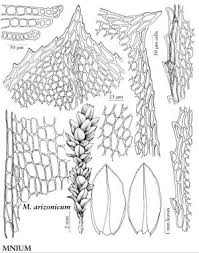 Attēlu rezultāti vaicājumam “Mnium lycopodioides”