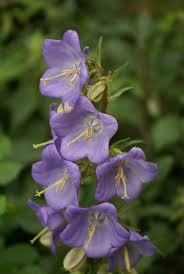 Image result for Campanula affinis