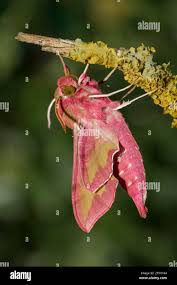 Attēlu rezultāti vaicājumam “Deilephila porcellus”