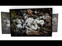 Attēlu rezultāti vaicājumam “Trechispora mollusca”