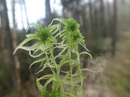 Attēlu rezultāti vaicājumam “Sphagnum girgensohnii”
