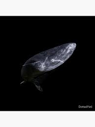 Image result for Somniosus microcephalus