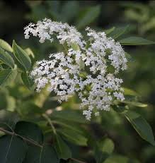 Attēlu rezultāti vaicājumam “Sambucus nigra flower”