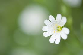 Attēlu rezultāti vaicājumam “Stellaria holostea flower”