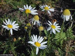 Attēlu rezultāti vaicājumam “Tripleurospermum inodorum flower”