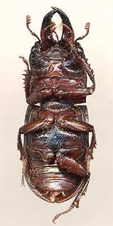 Attēlu rezultāti vaicājumam “Ceruchus chrysomelinus”