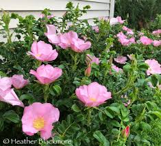 Attēlu rezultāti vaicājumam “Rosa villosa”