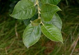 Attēlu rezultāti vaicājumam “Salix cinerea leaf”