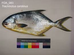 Image result for Trachinotus carolinus