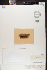 Attēlu rezultāti vaicājumam “Cliostomum corrugatum”